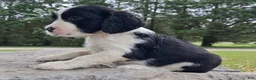 English Springer Spaniel dogs for sale: English Springer Spaniel Puppy 3 - Ad 4