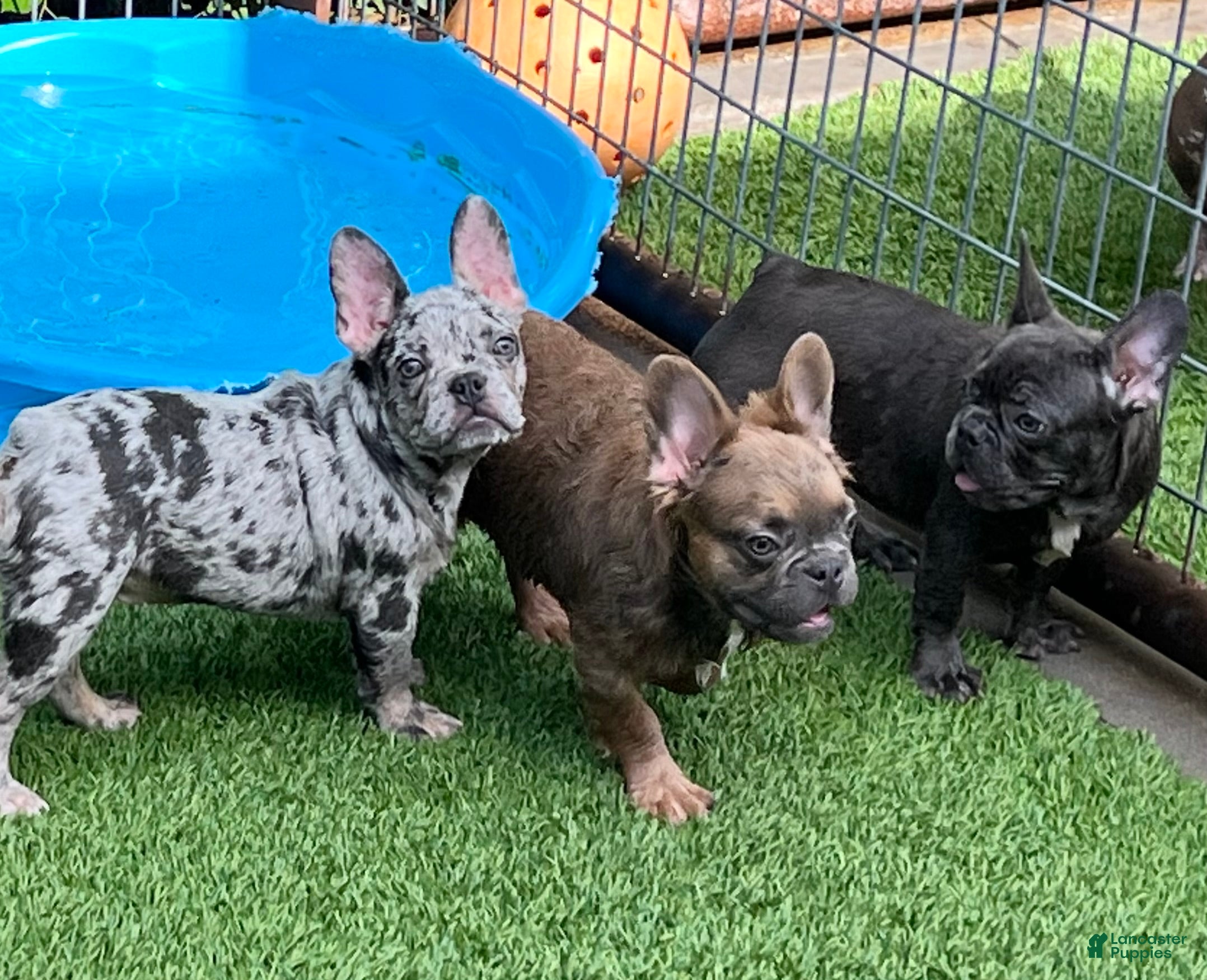 French Bulldog dogs Seven - Ad 24