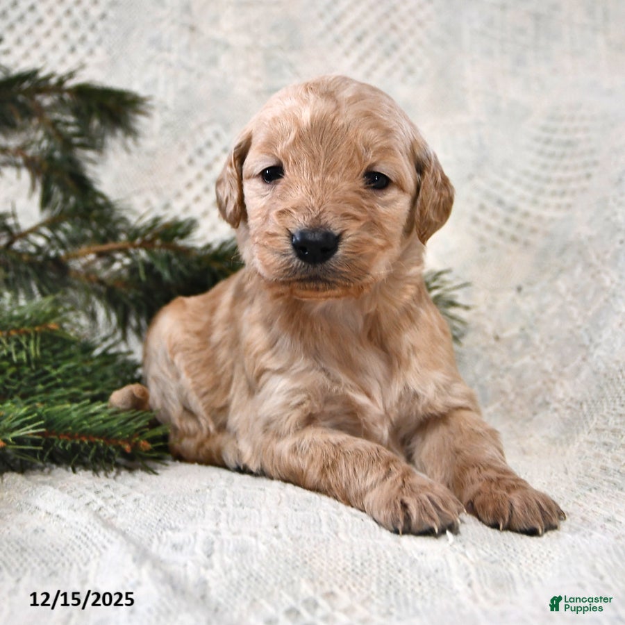 Goldendoodle dogs Heidi - Ad 22