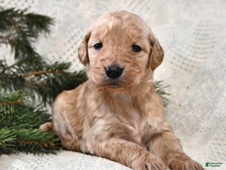 Goldendoodle dogs Heidi - Ad 31
