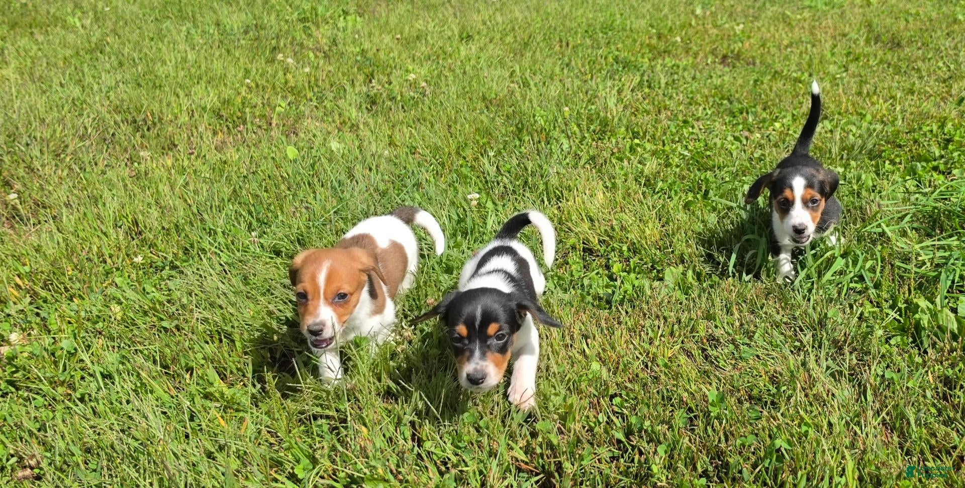 Mixed Breed dogs Mixed Breed 5 - Ad 3