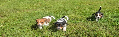 Mixed Breed 5