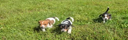 Mixed Breed dogs for sale: Mixed Breed 5 - Ad 1