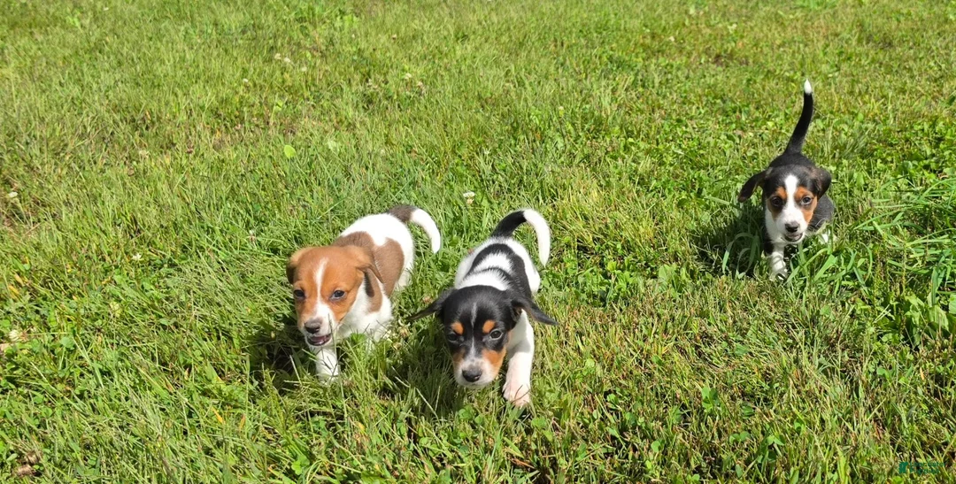 Mixed Breed dogs for sale: Mixed Breed 5 - Ad 1