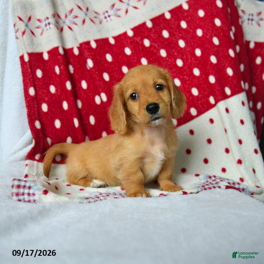 Miniature Dachshund dogs for sale: Apple - Ad 4