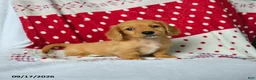 Miniature Dachshund dogs for sale: Apple - Ad 1