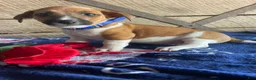 Jack Russell Terrier dogs for sale: Mickey - Ad 1