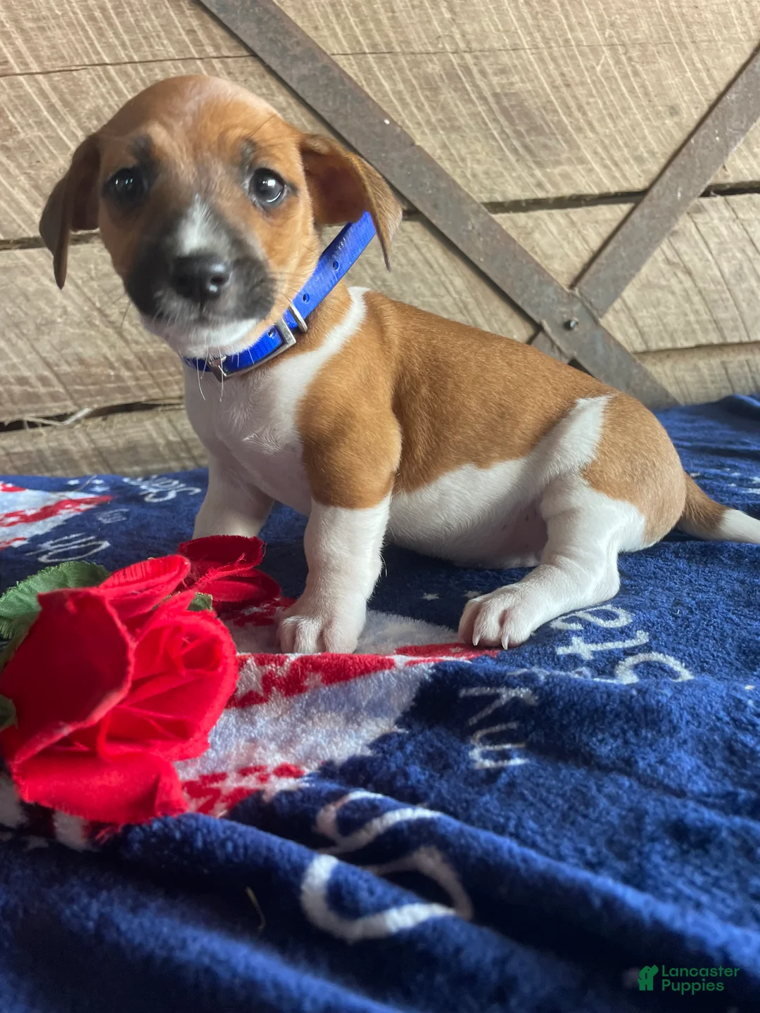 Jack Russell Terrier dogs for sale: Mickey - Ad 1