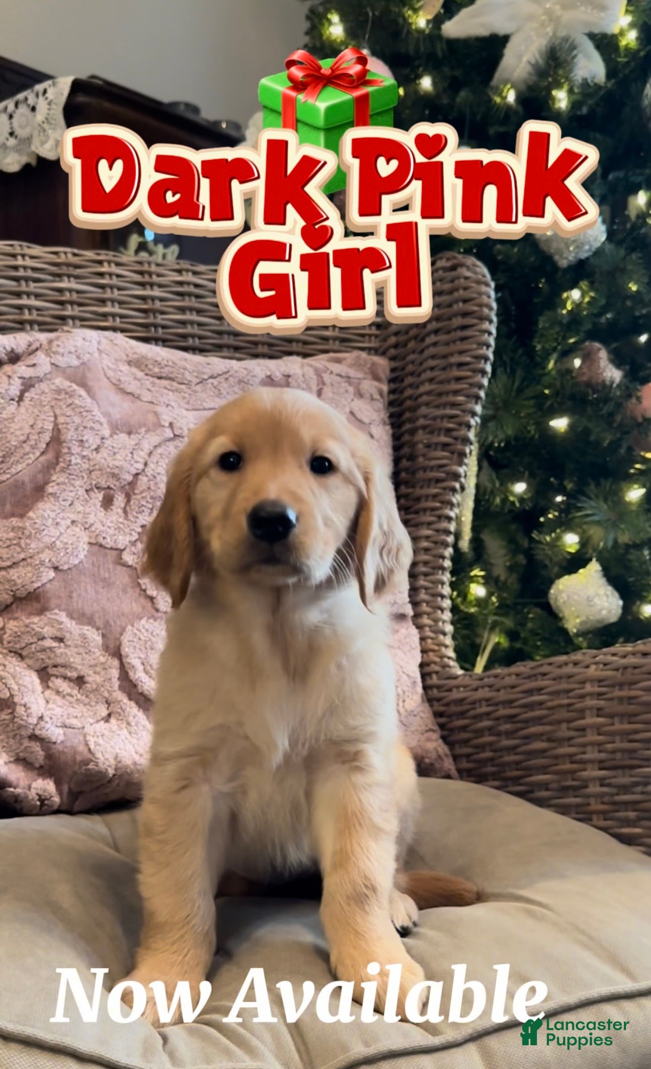 Golden Retriever dogs Golden Retriever Dark Pink Girl - Ad 5