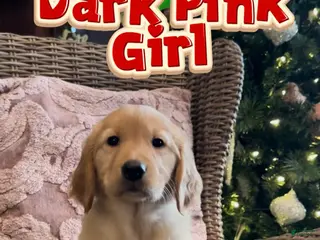 Golden Retriever dogs Golden Retriever Dark Pink Girl - Ad 9