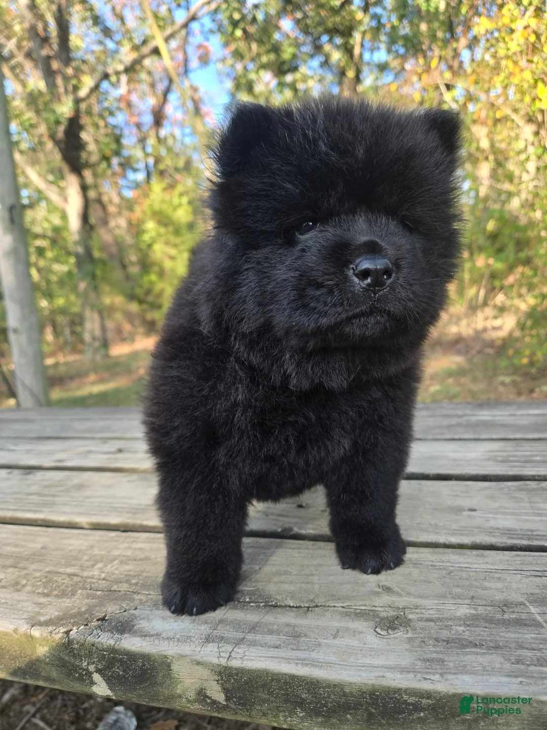 Chow Chow dogs for sale: Midnight - Ad 2