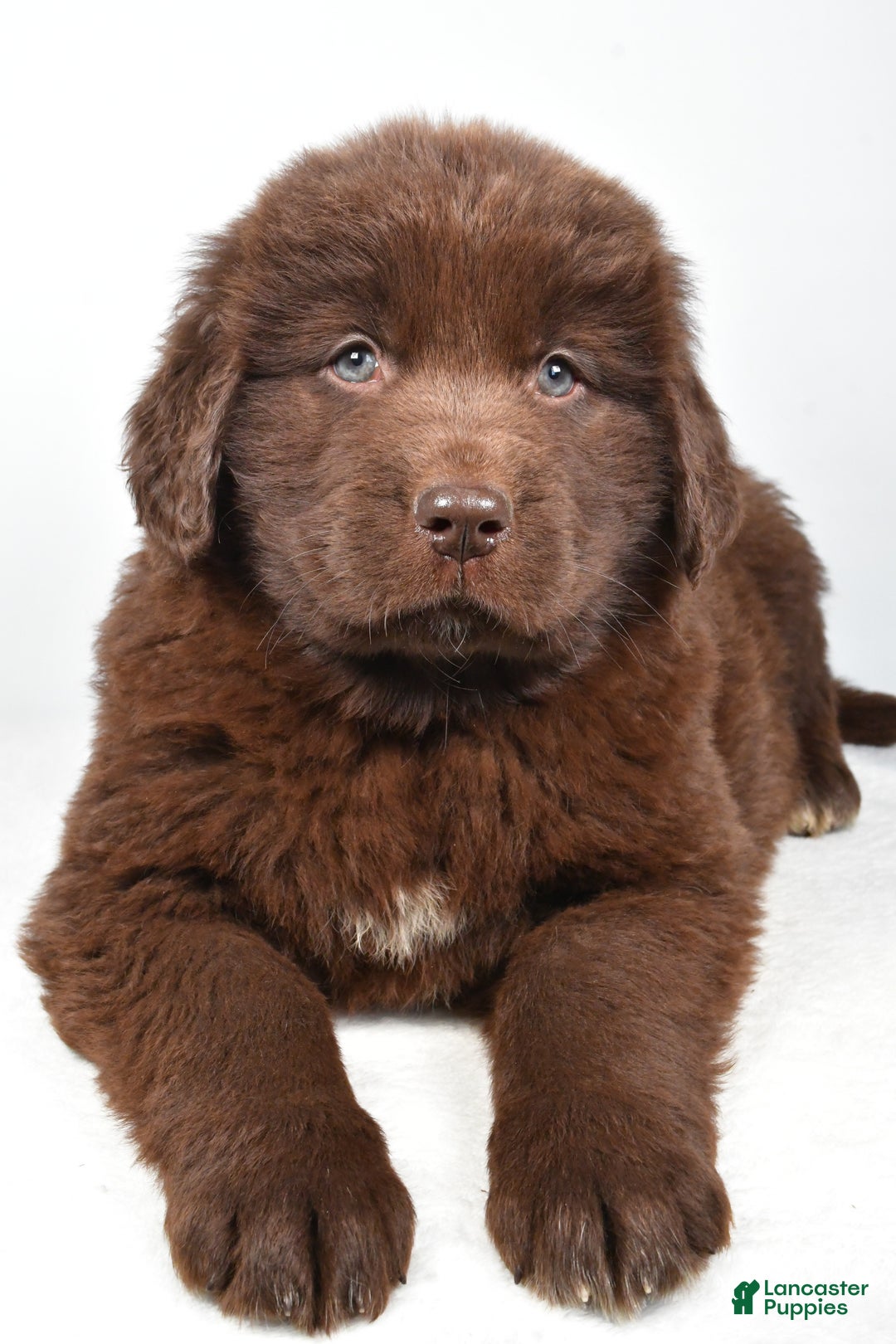 Newfoundland dogs for sale: Piper - Ad 4