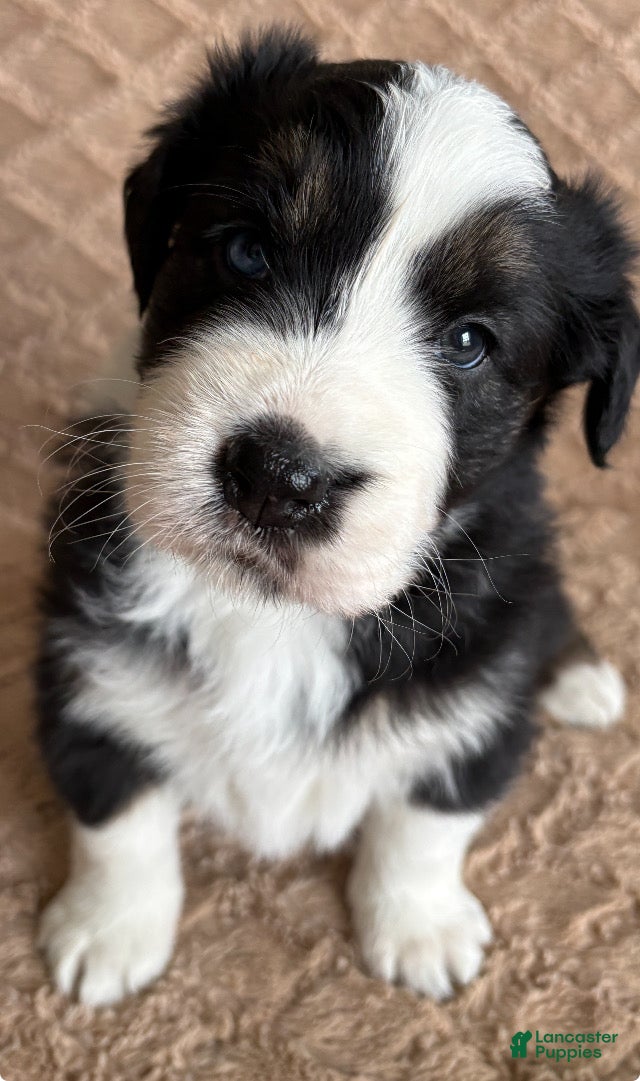 Australian Shepherd dogs Black Tri Female 4 - Ad 38