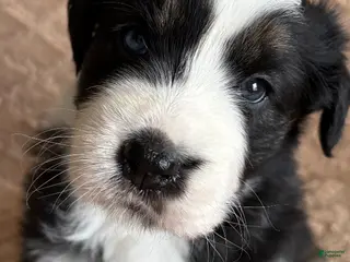 Australian Shepherd dogs Black Tri Female 4 - Ad 38