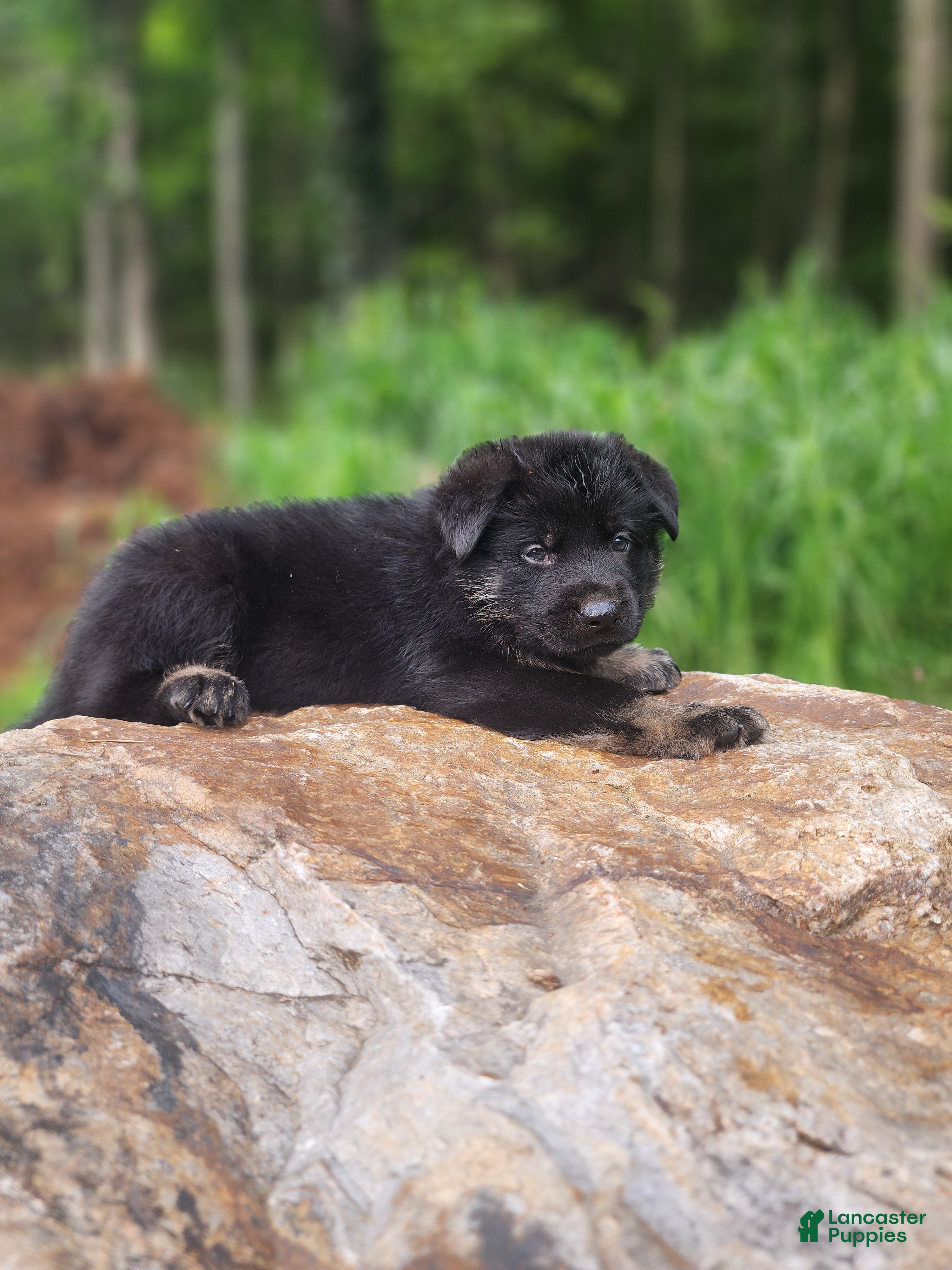 German Shepherd dogs  Tripp - Ad 2