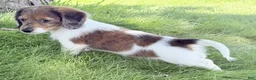 Miniature Dachshund dogs for sale: Claire - Ad 3