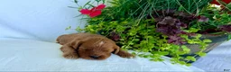 Cavapoo dogs for sale: Milo - Ad 3