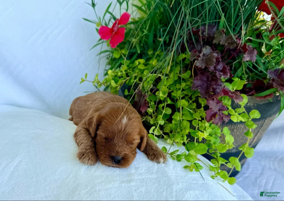 Cavapoo dogs for sale: Milo - Ad 3