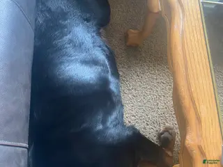 Rottweiler dogs Rottweiler Puppy 2 - Ad 13