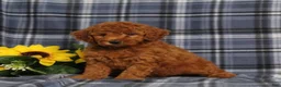 Miniature Poodle dogs for sale: Carson - Ad 5