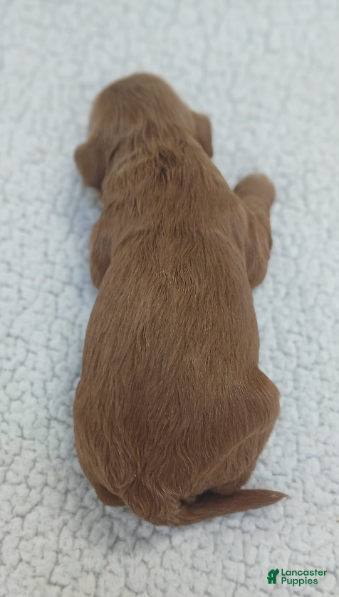 Cavapoo dogs BJ's Umpire - Ad 2