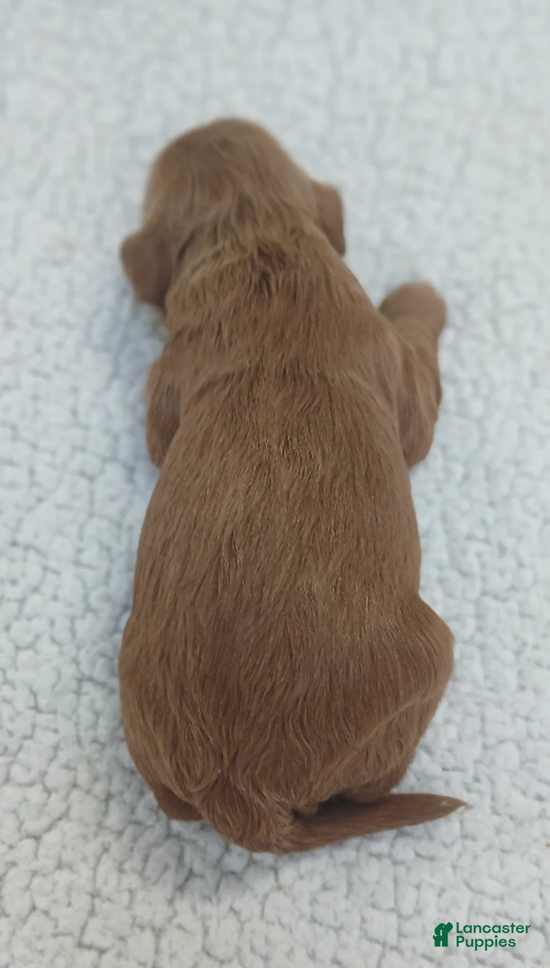 Cavapoo dogs for sale: BJ's Umpire - Ad 2