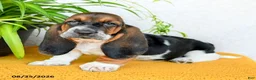 Basset Hound dogs for sale: Dana - Ad 3