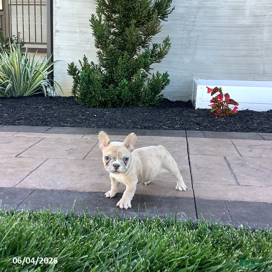 French Bulldog dogs for sale: Allie - Ad 4
