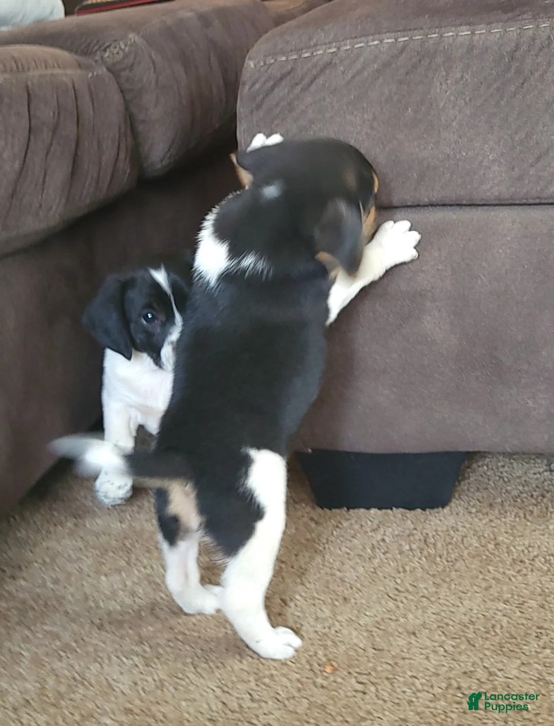 Puggle dogs for sale: Lilly - Ad 2