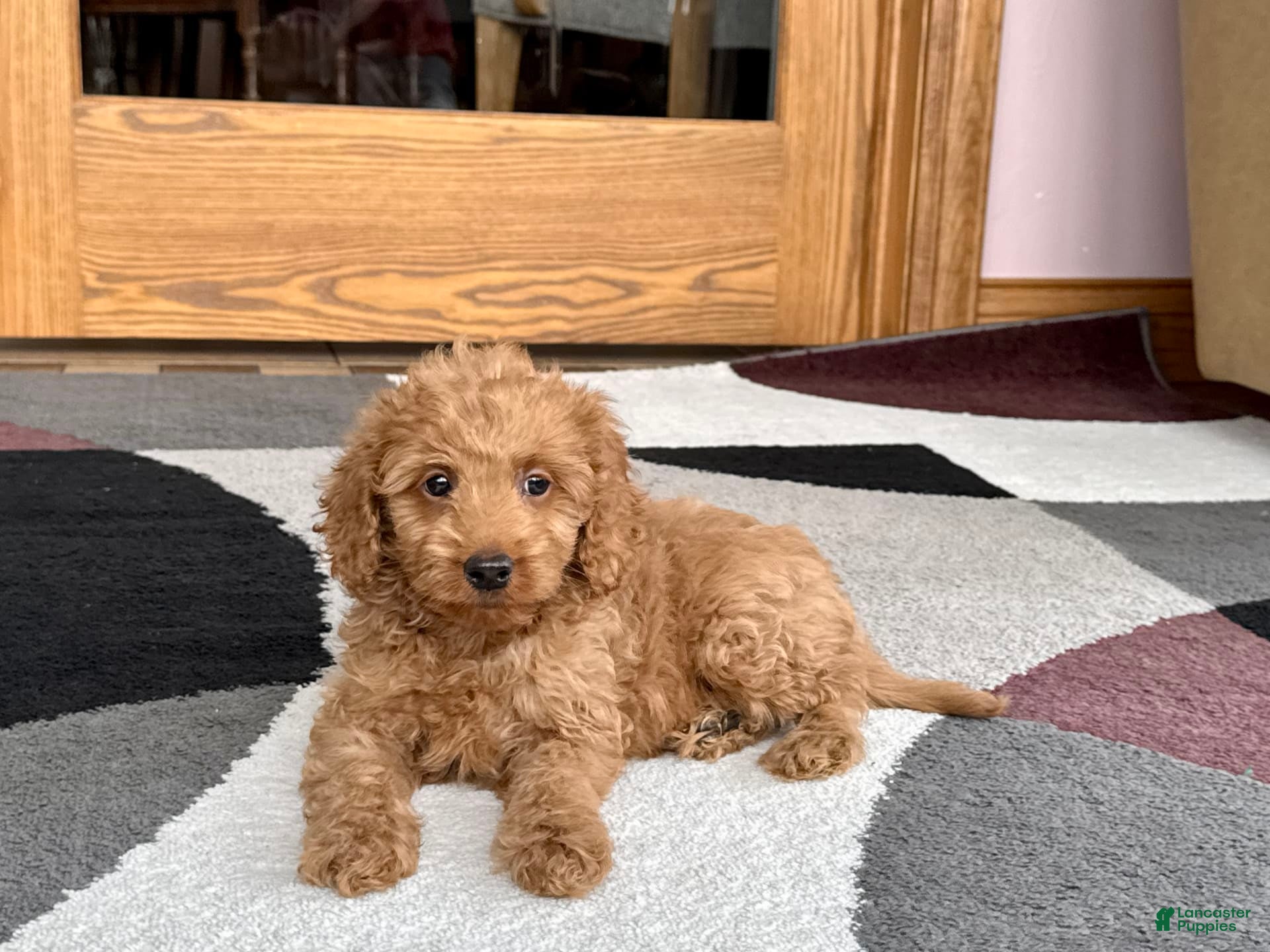 Cockapoo dogs Tate F1b - Ad 2