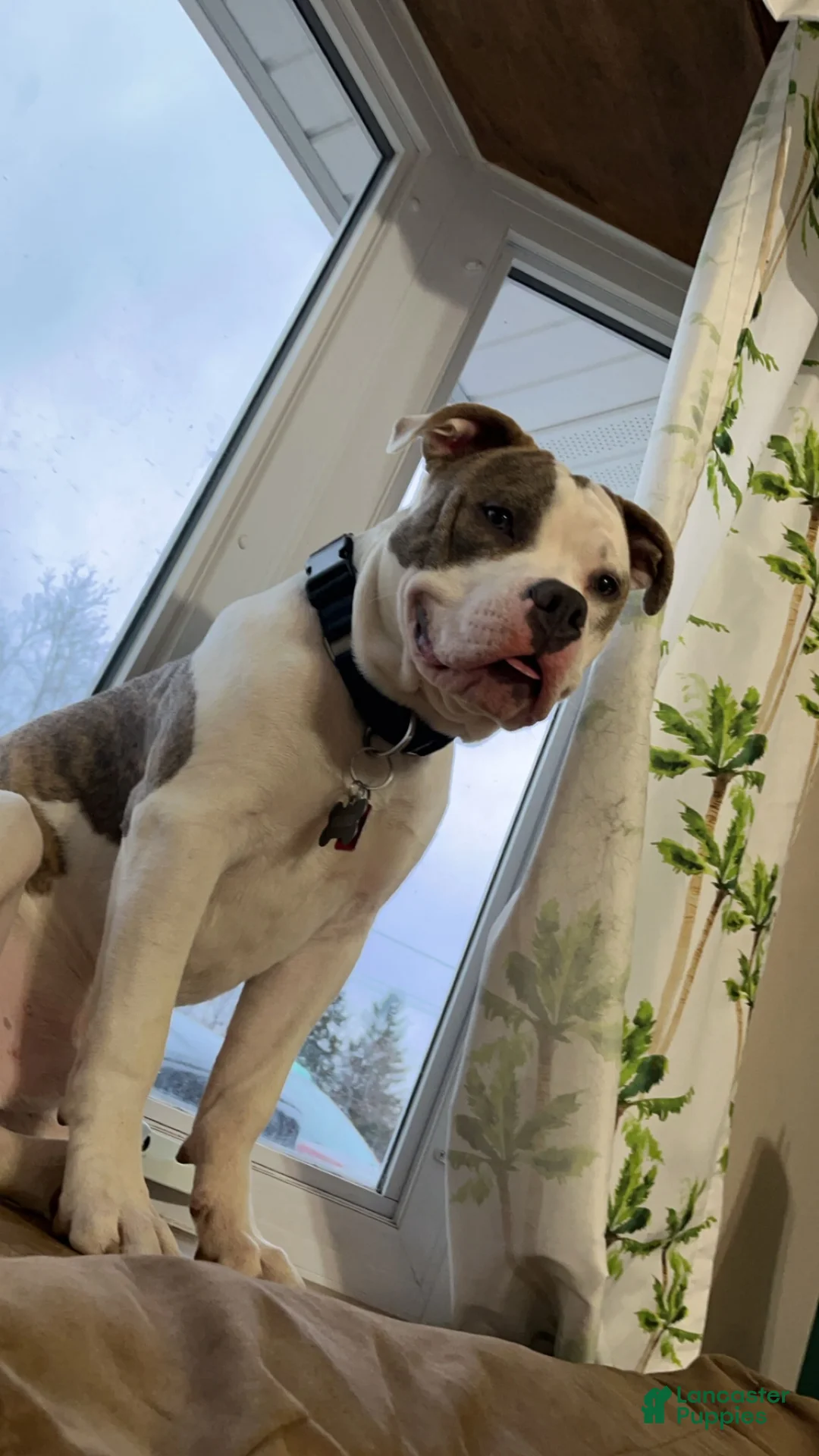 American Bully dogs for stud: Bully to be studded out - Ad 2