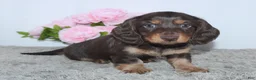 Miniature Dachshund dogs for sale: Rayna - Ad 3