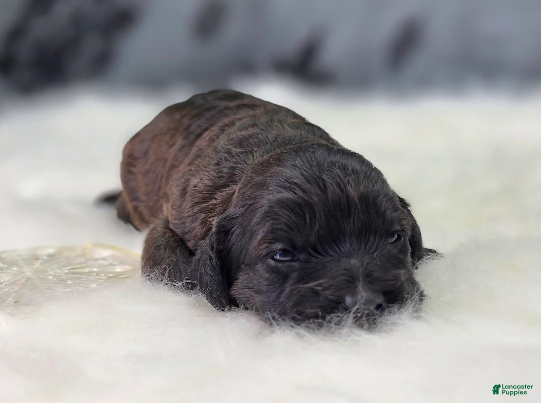 Cockapoo dogs for sale: Vega - Ad 4