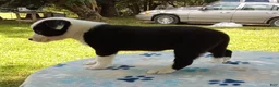 Mixed Breed dogs for sale: Snow Cap - Ad 4