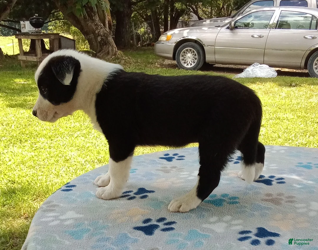 Mixed Breed dogs for sale: Snow Cap - Ad 4
