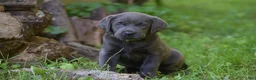 Labrador Retriever dogs for sale: Star - Ad 7