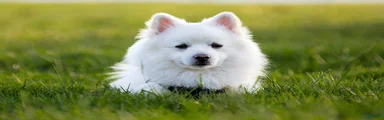 American Eskimo 5  Carmelo