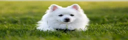 American Eskimo dogs for sale: American Eskimo 5  Carmelo - Ad 1