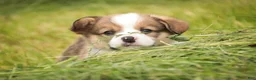 Welsh Corgi Pembroke dogs for sale: Buzz - Ad 7