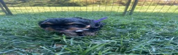 Mixed Breed dogs for sale: Purple Munchkin Bernedoodle  - Ad 4