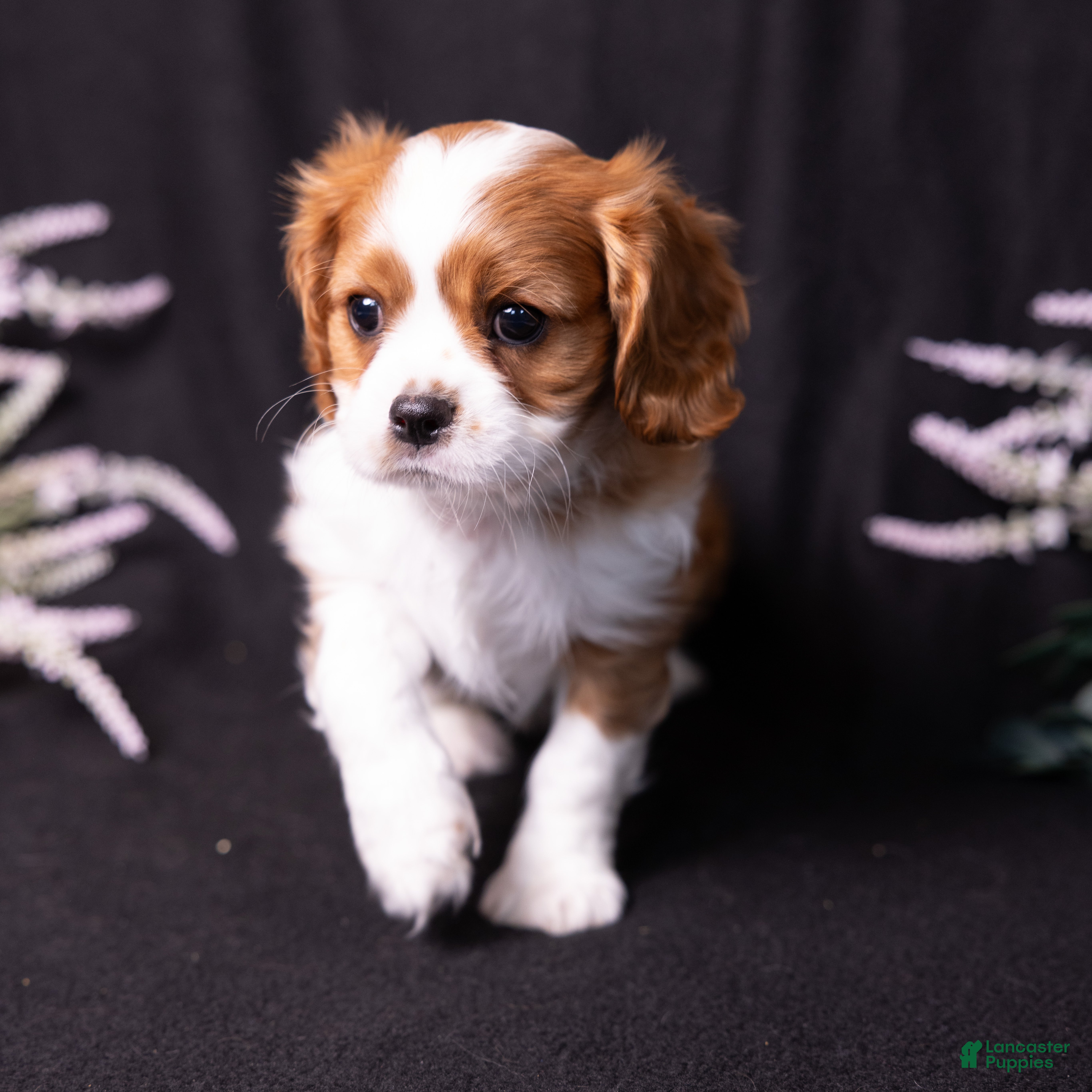 Cavalier King Charles Spaniel dogs Talon - Ad 1