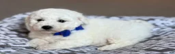 Bichon Frise dogs for sale: Lenny - Ad 5