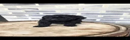 Mini Bernedoodle dogs for sale: Mini Bernedoodle 3 - Ad 6