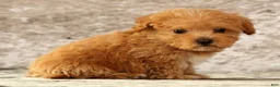 Havapoo dogs for sale: Keith - Ad 2