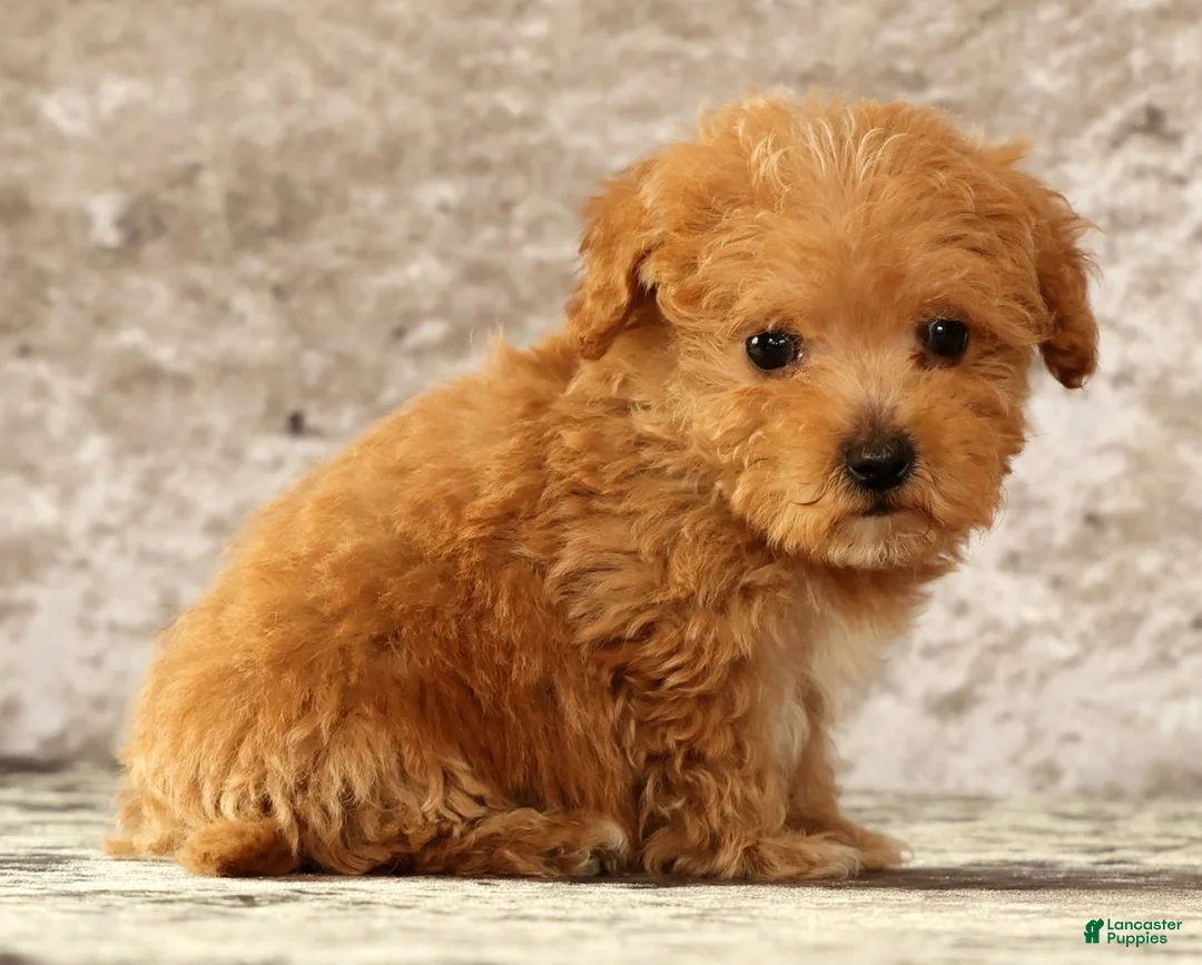 Havapoo dogs for sale: Keith - Ad 2