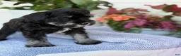 Miniature Schnauzer dogs for sale: Lin - Ad 6