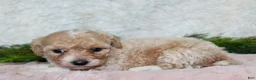 Bichpoo dogs for sale: Bichpoo 5 - Ad 3