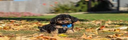 Miniature Poodle dogs for sale: Rambo 🐾 - Ad 4