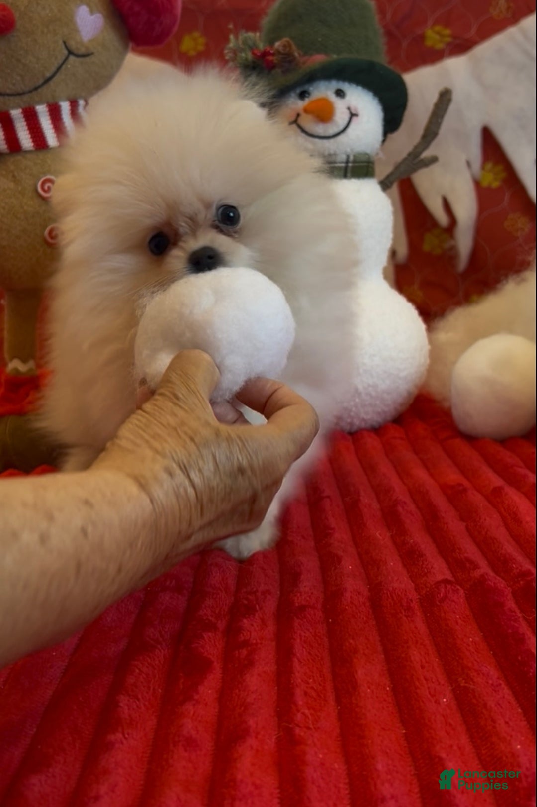 Pomeranian dogs for sale: Tom AKC Registered full rights  - Ad 5