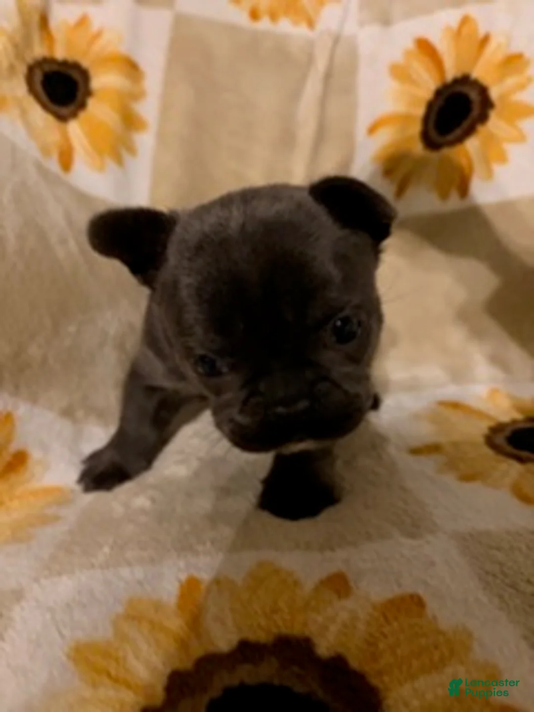 Mixed Breed dogs for sale: Olive - Ad 3